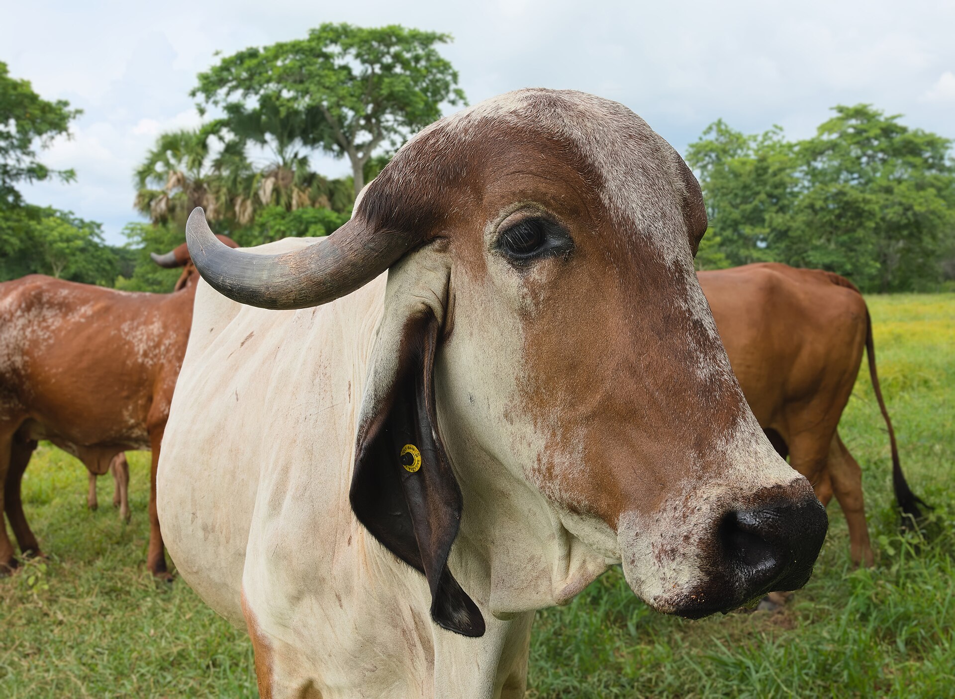 A healthy indigenous cow at the farm