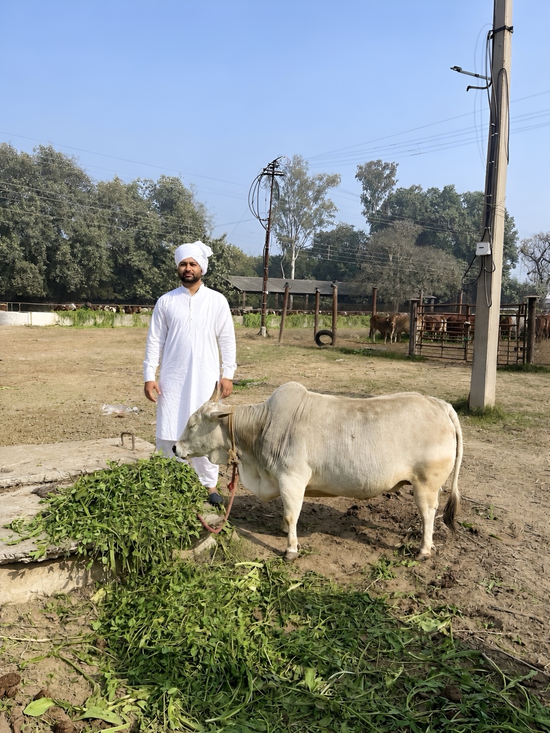 Gokul Dairy Farm owner with a Kankrej bull at the farm in Kunjpura, Karnal, Haryana