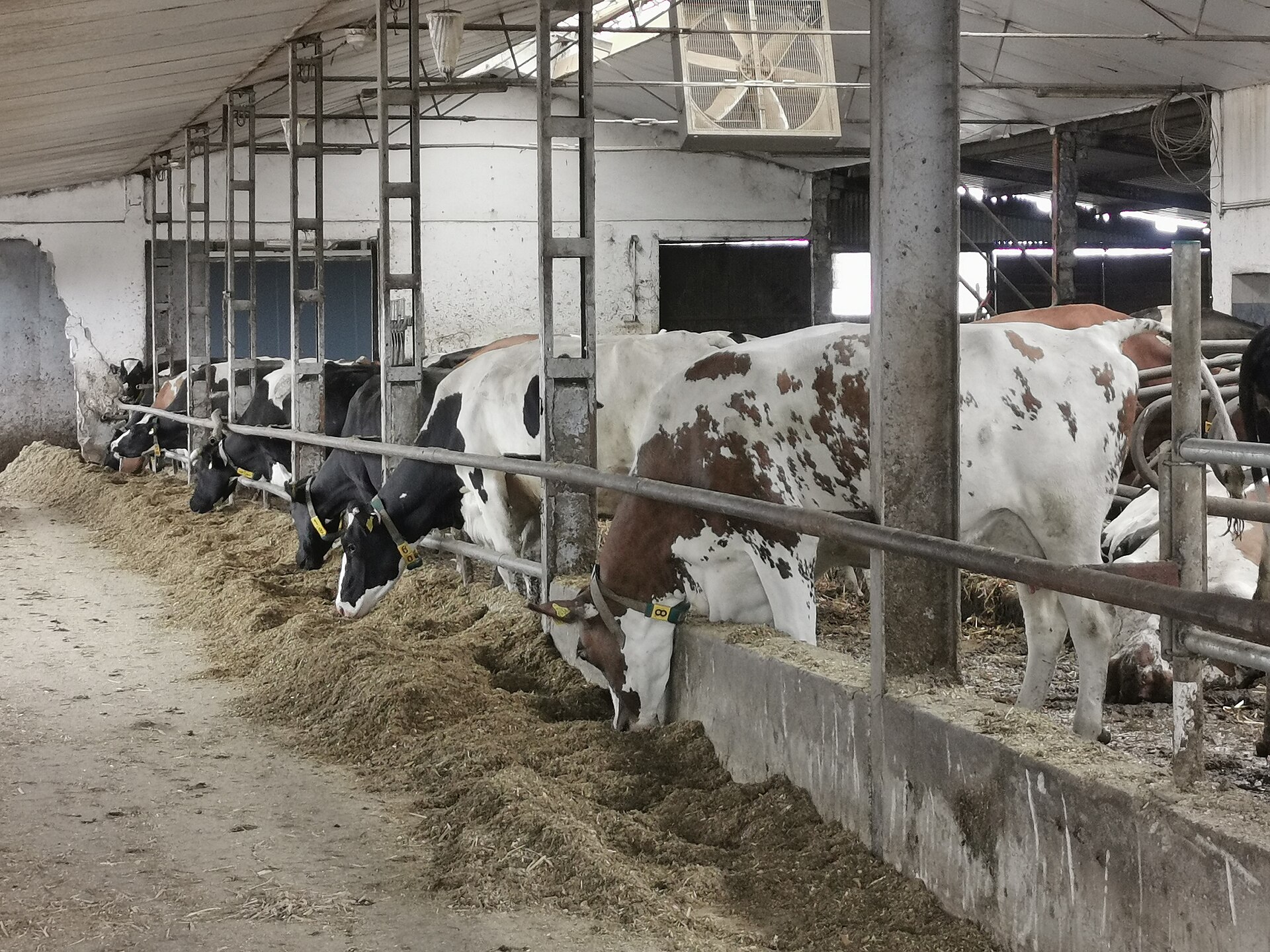 HF dairy cows being fed at Gokul Dairy Farm