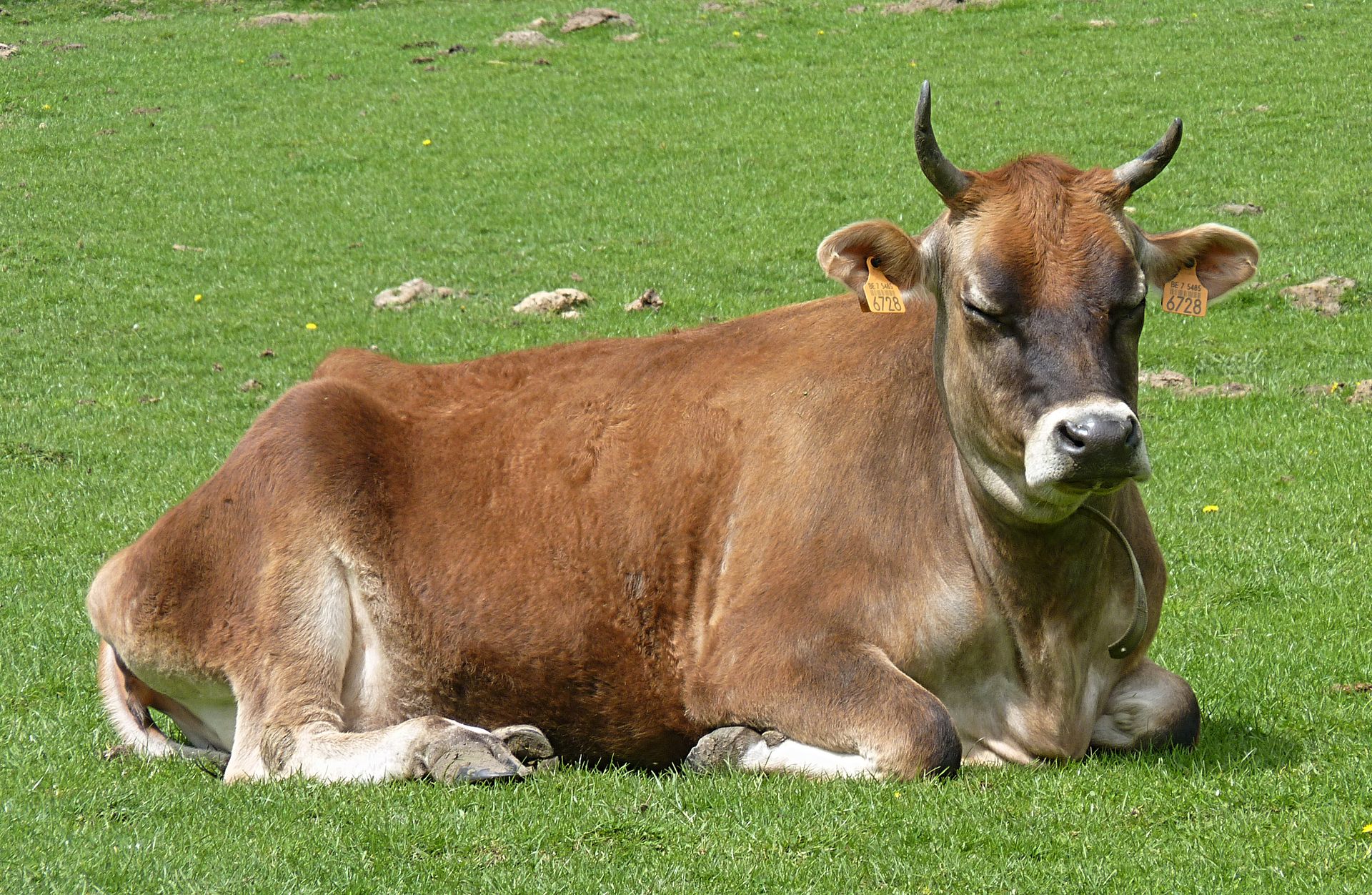 Jersey cow