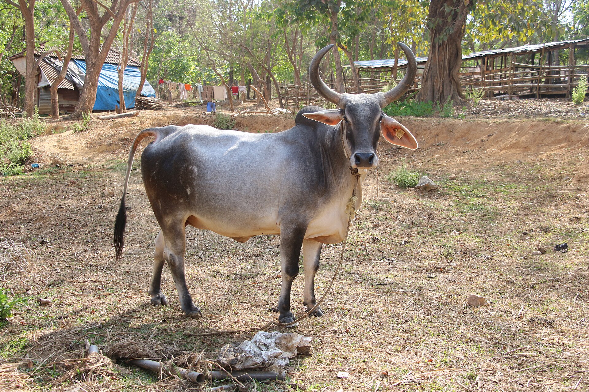 Kankrej cattle