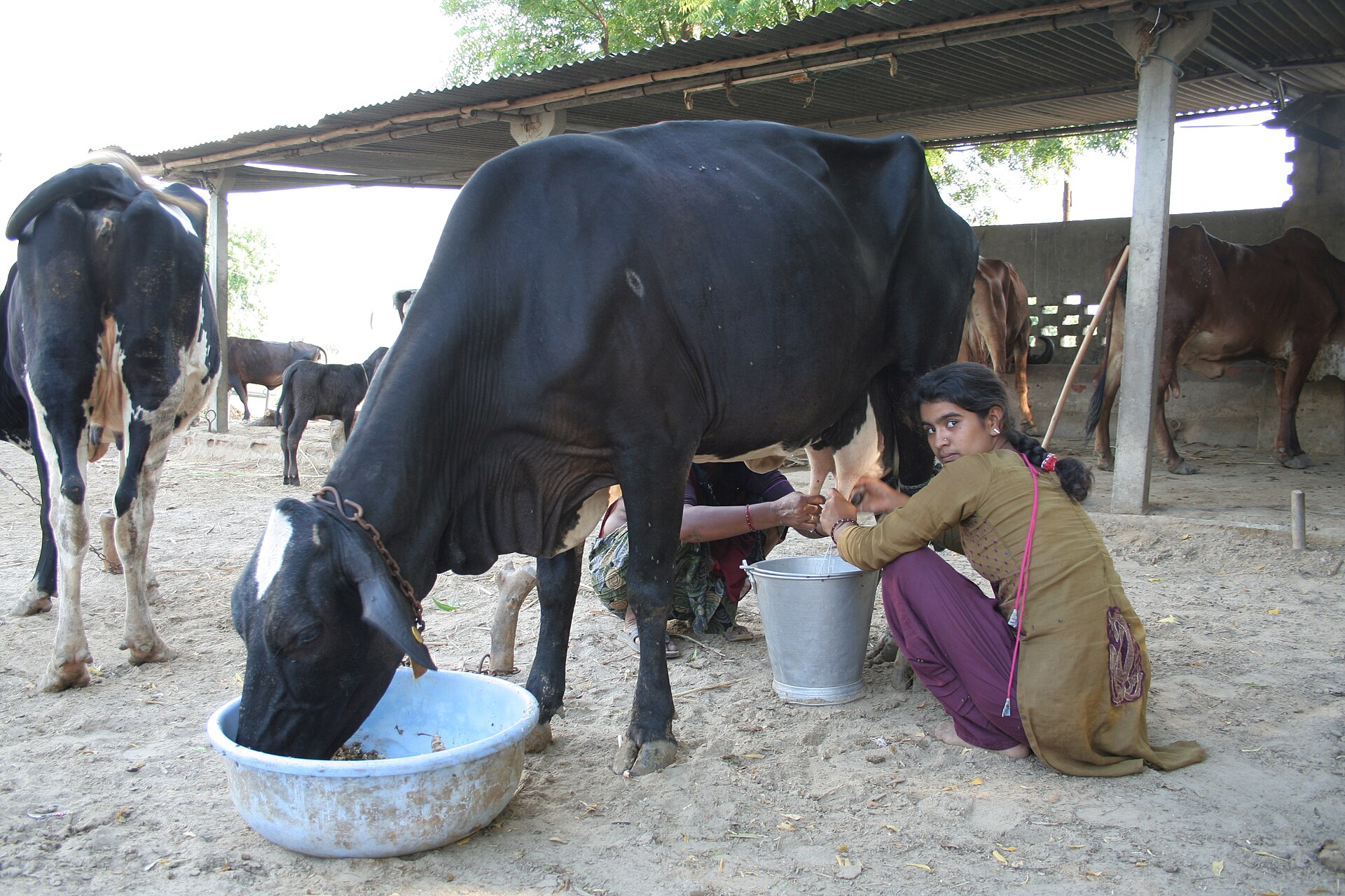 Milking a healthy, high-yielding cow at Gokul Dairy Farm