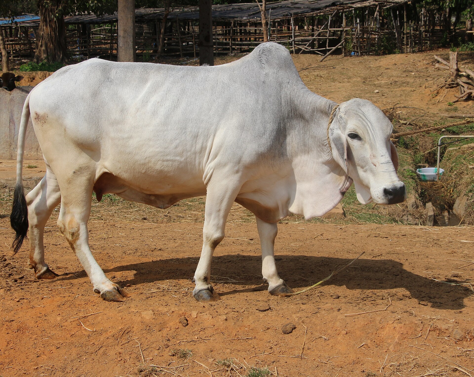 Tharparkar cow